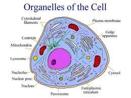 Both plant and animal cells are surrounded by a cell membrane composed of lipids and proteins. Three Sections Of The Cell Ppt Download