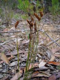 Image result for Schizaea