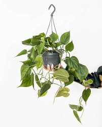 Image result for Filodendron Philodendron