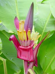 Image result for Musa ornata