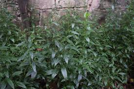 Seems there's something about this that may be helpful. The Marvelous Plant Snake Grass Steemit