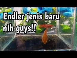 In both 2019 and 2020, she was among the three finalists nominated for best women's goalkeeper at the best fifa football awards. Endler Jenis Baru Red Endler Coral Endler Youtube