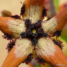 Image result for Tridentea