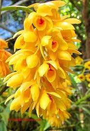 Dendrobium Sulcatum Lindl 1838 Orquideas Flores Incomuns Orquideas Dendrobium