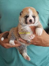 akita inu yavrulari satilik kopekler akita kopek hayvan