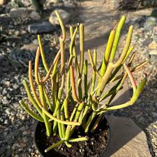 Image result for Euphorbia tirucalli