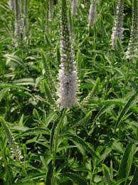 Image result for Vigna oblongifolia