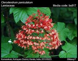 Image result for Clerodendrum fuscum