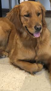 Sign up to the free course now. Mini Golden Doodle Puppies Iowa Golden Doodle Puppies For Sale