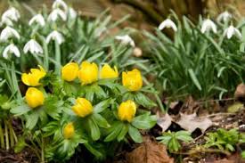 Welcome to the famous dave's garden website. Types Of Hardy Bulbs What Are The Best Bulbs For Zone 6 Regions