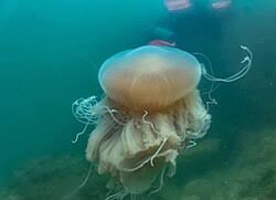 Image result for Droogmansia