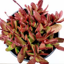 Image result for Crassula lanceolata