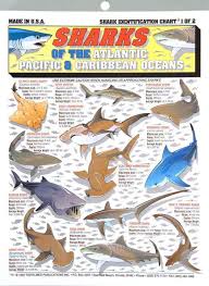 Tightline Publications Shark Identification Chart 1 Use For Saltwater Species At Www Outdoorshopping Com