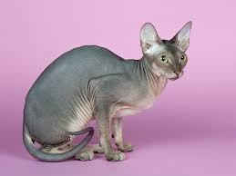 The sphynx cat, or simply sphynx, is a breed of cat known for its lack of fur.hairlessness in cats is a naturally occurring genetic mutation, and the sphynx was developed through selective breeding of these animals, starting in the 1960s. Beliebte Katzenrassen Fur Die Wohnungshaltung Sphinx Katze Kratzbaumliebe