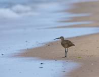 Birds Beyond Identification - Shorebirds