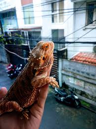 Never Be In A Hurry Do Everything Quietly And In A Calm Spirit In 2020 Bearded Dragon Habitat Bearded Dragon Bearded Dragon Tank