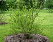 Image result for Cola mossambicensis