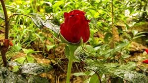 Select from premium love flower of the highest quality. Red Rose Rosa Love Red Red Hot Nice Flower Nature Leaf Plant Garden Pikist