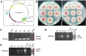 Genetically modified organism (gmo), organism whose genome has been engineered in the laboratory in order to favour the expression of desired physiological traits or the generation of desired biological products. Genetic Modification Of Fusarium Oxysporum F Sp Cubense Foc A Download Scientific Diagram