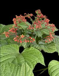 Image result for Clerodendrum silvanum