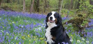 Both parents are full bernese and here to meet as well. Bernese Mountain Dog Price And What It Depends On Bernese Love