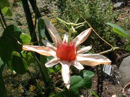 Image result for Strophanthus speciosus