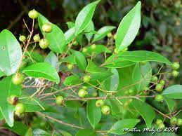 Insulina Vegetal Cha De Pedra Uma Caa Cha Beneficios Folhas De Plantas Vegetal Cha