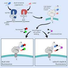 Animal cell structure label figure 4.2. Site Specific Incorporation Of Two Ncaas For Two Color Bioorthogonal Labeling And Crosslinking Of Proteins On Live Mammalian Cells Sciencedirect