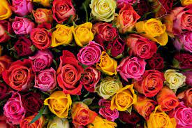 اخر اما الورود الي لونها ابيض فاهى و رود. ØµÙˆØ± ÙˆØ±Ø¯ Ø¹Ù„Ù‰ Ø´ÙƒÙ„ Ù‚Ù„Ø¨ ØªØ¹Ø±Ù Ø¹Ù„Ù‰ Ù…Ø¹Ù†Ù‰ Ø§Ù„ÙˆØ§Ù† Ø§Ù„ÙˆØ±Ø¯ Ø§Ù„Ù…Ø±Ø£Ø© Ø§Ù„Ø¹ØµØ±ÙŠØ©