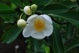 Image result for Lasianthus