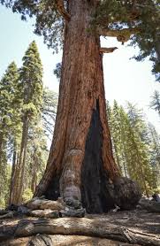 This is just to see some sequoias. After Nearly Three Long Years Yosemite National Park Reopens Mariposa Grove The Seattle Times