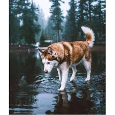 Tersedia berbagai pilihan anakan anjing alaskan malamute, ada juga yang remaja dan dewasa. 29 Ide Anak Anjing Anak Anjing Anjing Anjing Lucu