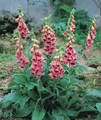 Ideal for cottage gardenswildlife gardenscut flower gardenwoodland garden. Strawberry Foxglove Seeds Perennial Flower Seeds