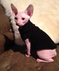 Get a ragdoll, bengal, siamese and more on kijiji, canada's #1 local classifieds. New Kitten Parents Sale Four Pajamas For 6 11 By Simplysphynx Kitten Clothes Sphynx Cat Clothes Cat Sweaters