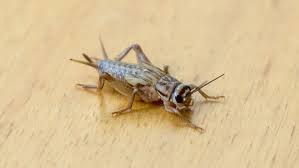 Put crickets in the ground with diatomaceous earth. How To Deal With Crickets In Your House