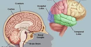Are you sure you want to remove stereotaxic atlas of the human brainstem and. A Human Brain Cells 100 Billion Communication Systems Paurothy Media