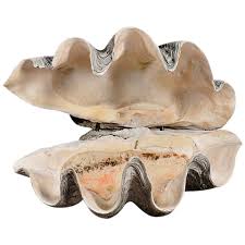 The shell could be used for a various display purposes both inside a property as well as outside in a garden. Rare Truly Giant Clam Shell Tridacna Gigas At 1stdibs