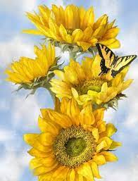 Dianne Woods Photography Sunflower Painting Flower Painting Sunflower Pictures