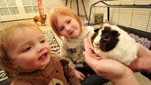 Maybe you would like to learn more about one of these? Guinea Pig For Sale Pets At Home Online Shopping