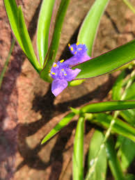 Image result for Cyanotis axillaris