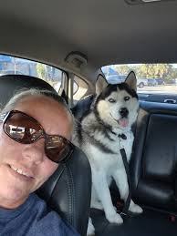 Looking for a new great dane companion