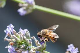 We did not find results for: 12 Astuces Pour Eloigner Les Guepes De La Table