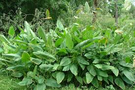 Image result for Thalia geniculata