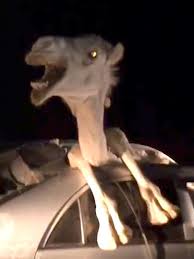 Emergency crews say a man was crossing camelback road when he was struck by an eastbound silver sedan. Terrified Camel Struggles To Escape Wreckage Of Car After Animal Smashes Through Windscreen In Head On Collision Mirror Online
