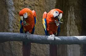 Image result for tbn:ED285OK8yRCGdM::www.hawanaajd.com/backgd/data/media/4/Wallpapers_-_Parrots_-_01.jpg