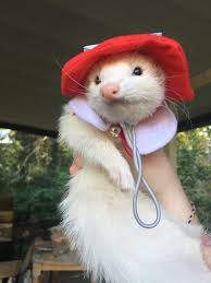 21 Cute Ferret Photos That Will Make You Smile – The Modern Ferret