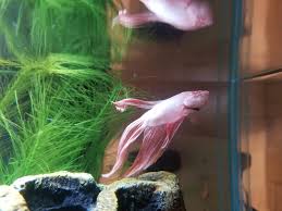 Yesterday I Impluse Bought A Second Betta Reddit Meet One Eyed Willy Bettafish