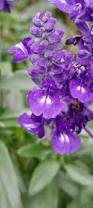 Image result for Salvia farinacea