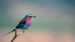 Photo about the bright bird sits down on a branch holding in a beak of a cricket. Hd Wallpaper Bird Branch Coracias Caudata Sirenevaya Roller Lilac Breasted Roller Wallpaper Flare