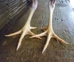 Maybe you would like to learn more about one of these? Bangkok Boss Kaki Ayam Unggulan